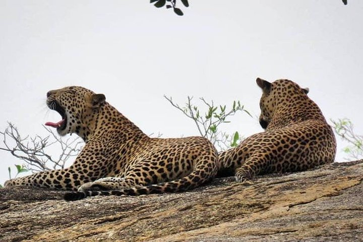 Wilpattu_national_park-safari